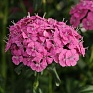 Гвоздика турецкая (Dianthus barbatus)