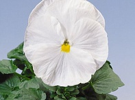 Виола Виттрока