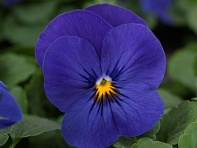 Виола рогатая (Quicktime F1)