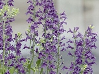 Лобелия прекрасная (Fan F1)