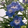 Дельфиниум крупноцветковый (Delphinium grandiflorum)