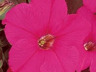 Петуния крупноцветковая (Supercascade F1)