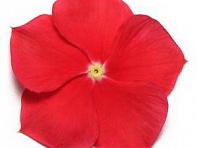 Катарантус розовый (Pacifica XP)