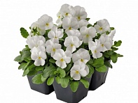 Виола рогатая (Admire F1)