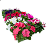 Петуния многоцветковая (генетически компактная) (Petunia multiflora)