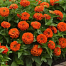 Цинния изящная (Zinnia elegans)