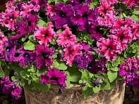 Петуния крупноцветковая бахромчатая (генетически компактная) (Espresso Frappe F1)