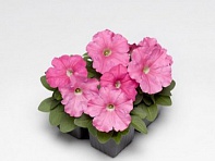 Петуния многоцветковая (генетически компактная) (Damask F1)