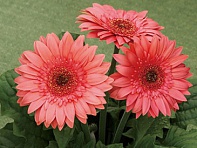 Гербера Джемсона (Royal Semi-double F1)