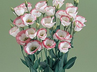 Лизиантус (Эустома) крупноцветковый (Vulcan F1)