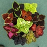 Колеус Блюме (Coleus blumei)