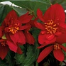 Бегония гибридная ампельная (зеленая листва) (Begonia hybrida)