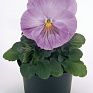 Виола виттрока (Viola wittrockiana)