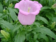 Колокольчик средний (Award F1)