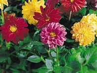 Георгина изменчивая (Garden Pride)