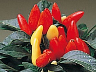 Перец летний (Salsa)