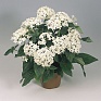 Пентас ланцетовидный (Pentas lanceolata)