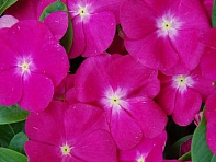 Катарантус розовый (Solar F1)