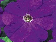 Петуния многоцветковая (Mirage F1)