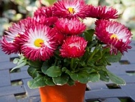 Маргаритка многолетняя (Bam Bam)