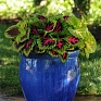 Колеус гибридный (Coleus х hybrida)