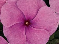 Катарантус розовый (Titan F1)