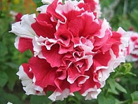 Петуния крупноцветковая махровая (Duet F1)