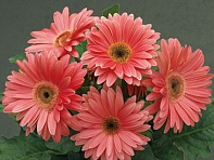 Гербера Джемсона (Royal F1)