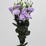 Лизиантус (Эустома) крупноцветковый (Lisianthus grandiflorum)