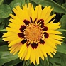 Кореопсис крупноцветковый (Coreopsis grandiflora)