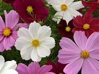 Космея дваждыперистая (Sonata)