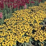 Рудбекия волосистая (Rudbeckia hirta)