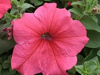 Петуния крупноцветковая (Prism F1)