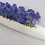 Виола рогатая (Viola cornuta)