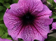 Петуния крупноцветковая
