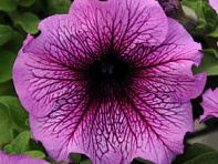 Петуния крупноцветковая (Daddy F1)