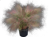 Мюленбергия волосовидная