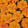 Бархатцы отклоненные (Tagetes patula)