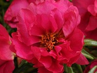 Портулак крупноцветковый (Happy Hour)