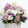 Виола Виттрока (Viola wittrockiana)