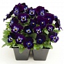 Виола рогатая (Viola cornuta)