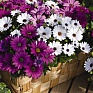 Остеоспермум Эклона (Osteospermum eclonis)