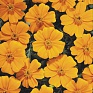 Бархатцы отклоненные (Tagetes patula)