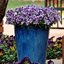 Виола виттрока ампельная (Viola wittrockiana)
