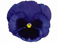 Виола виттрока