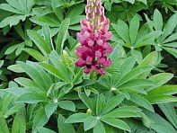 Люпин многолистный (Lupini)