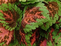 Колеус гибридный (Kong)