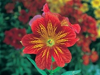 Сальпиглоссис выемчатый (Royale F1)