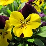 Виола рогатая (Viola cornuta)