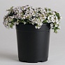 Гипсофила ясколковидная (Gypsophila cerastioides)